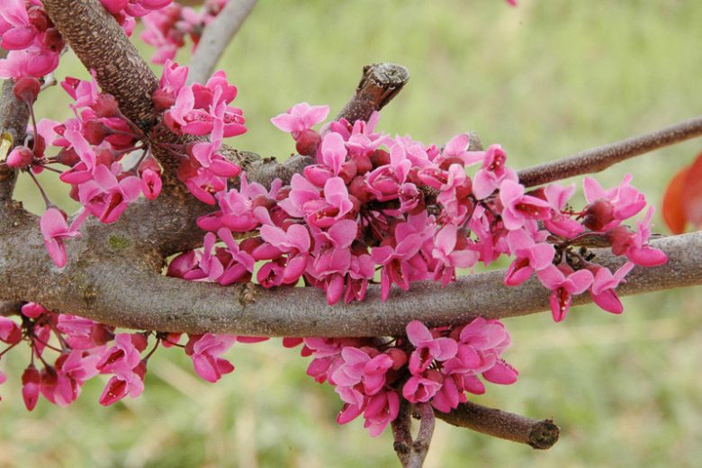 Церцис канадский Мерлот